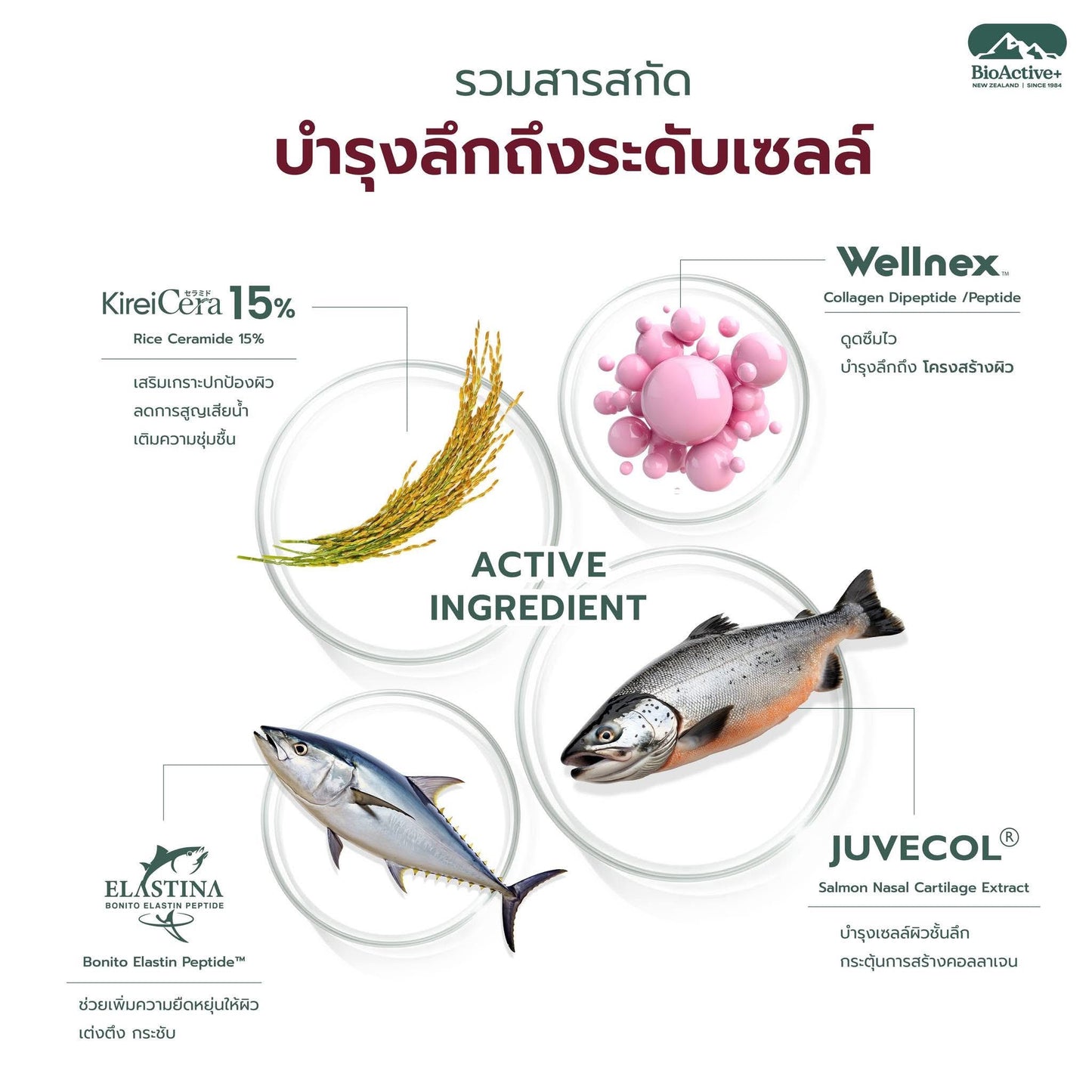BIOACTIVE+ - CONCENTRATED LIQUID COLLAGEN